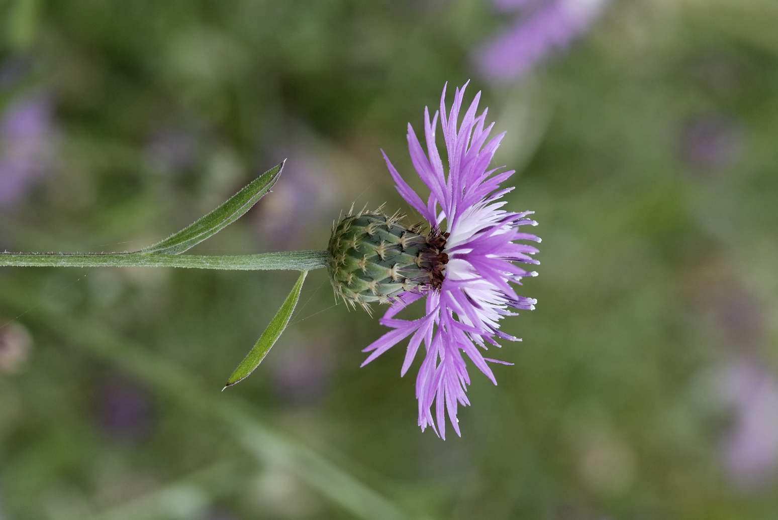 Centaurea sphaerocephala